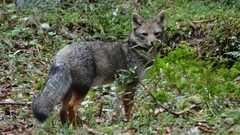 Lycalopex griseus