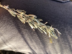 Artemisia tripartita