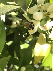 Anthophila