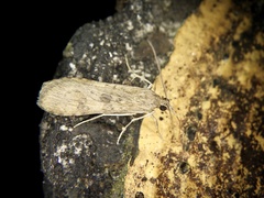 Nomophila noctuella