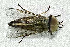Tabanus hinellus