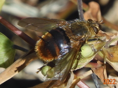 Tachininae