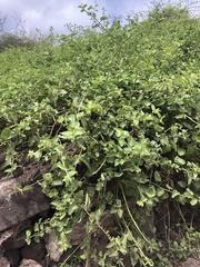 Cryptocarpus pyriformis