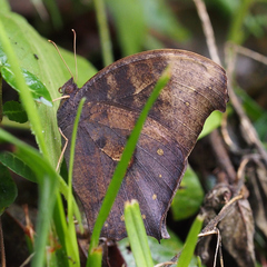 Melanitis phedima oitensis