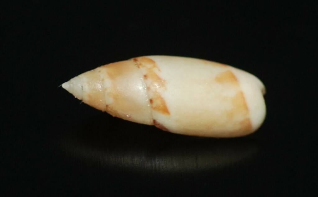 Olivella cocosensis