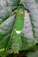 Charaxes