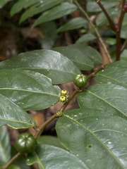 Phyllanthaceae