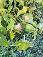 Hibiscus laevis
