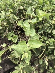 Cryptocarpus pyriformis