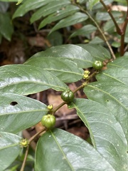 Phyllanthaceae