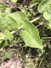 Cryptocarpus pyriformis