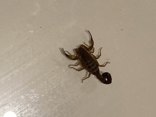 Brazilian Yellow Scorpion