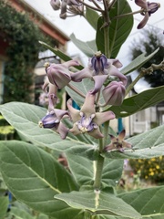 Calotropis gigantea