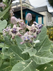 Calotropis gigantea