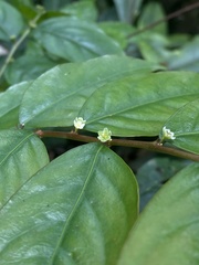Phyllanthaceae