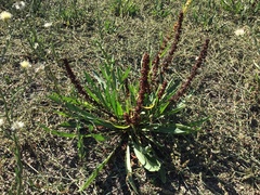 Plantago depressa