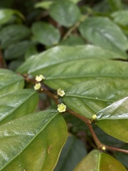 Phyllanthaceae