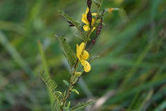 Chamaecrista fasciculata