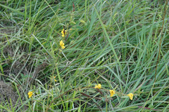 Chamaecrista fasciculata