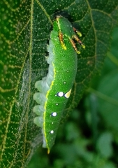 Charaxes