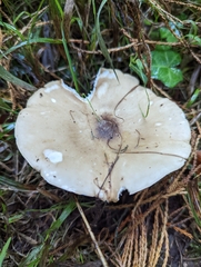 Melanoleuca
