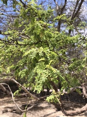 Prosopis juliflora