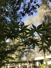 Acer japonicum
