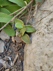 Lenophyllum guttatum