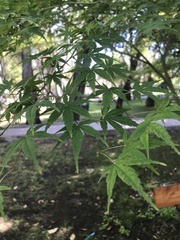 Acer japonicum