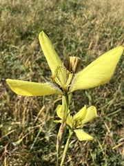 Moraea bellendenii