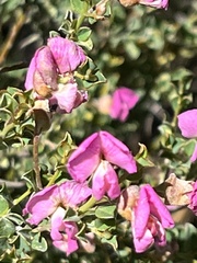 Podalyria microphylla