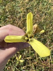 Moraea bellendenii