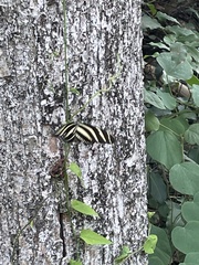 Heliconius charithonia vazquezae