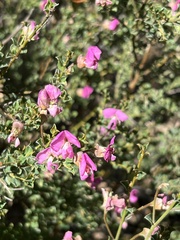 Podalyria microphylla