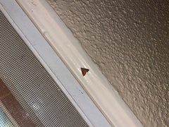 Pyrausta californicalis