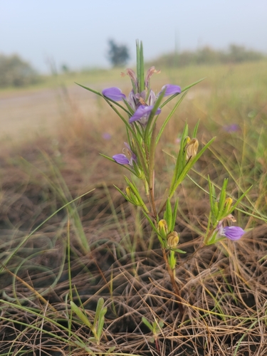 Hygrophila schulli image