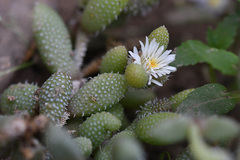 Delosperma echinatum