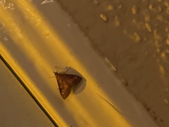 Pyrausta californicalis