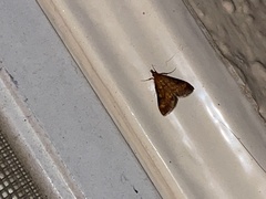 Pyrausta californicalis