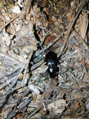 Pterostichus oblongopunctatus