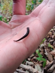 Plethodon cinereus