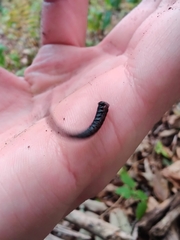 Plethodon cinereus