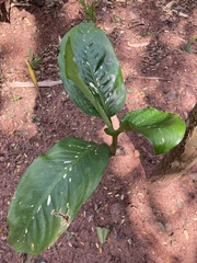 Dieffenbachia
