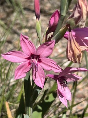 Watsonia strictiflora