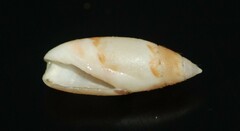 Olivella cocosensis
