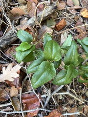 Smilax smallii