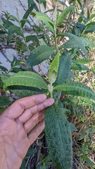 Buddleja globosa