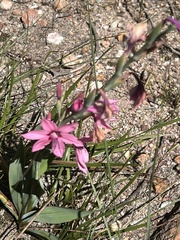 Watsonia strictiflora
