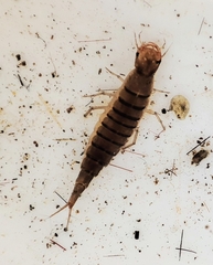 Agabinae
