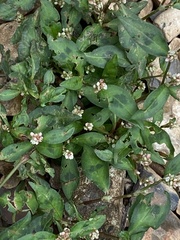 Persicaria maculosa